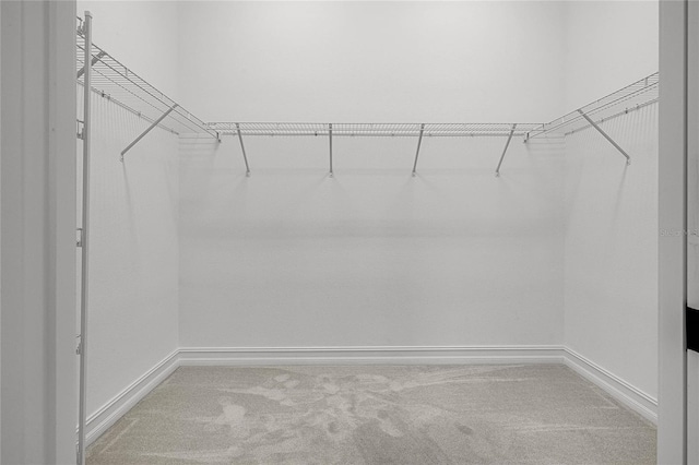 spacious closet featuring carpet