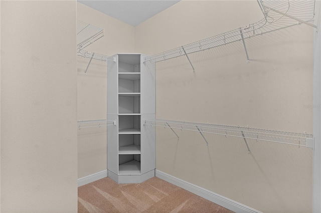 spacious closet featuring carpet