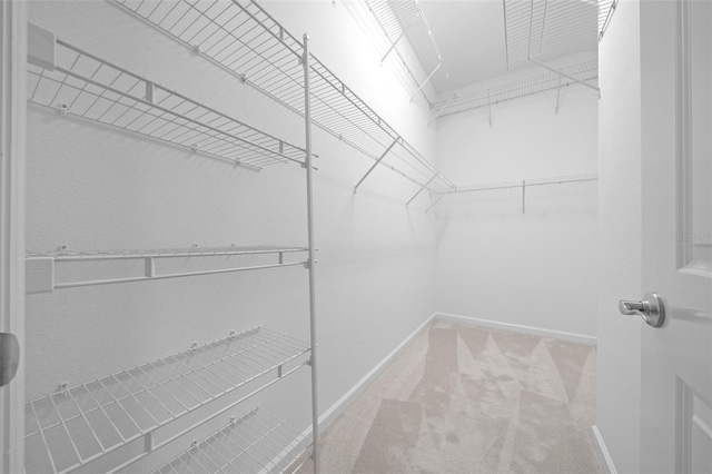 spacious closet featuring carpet flooring