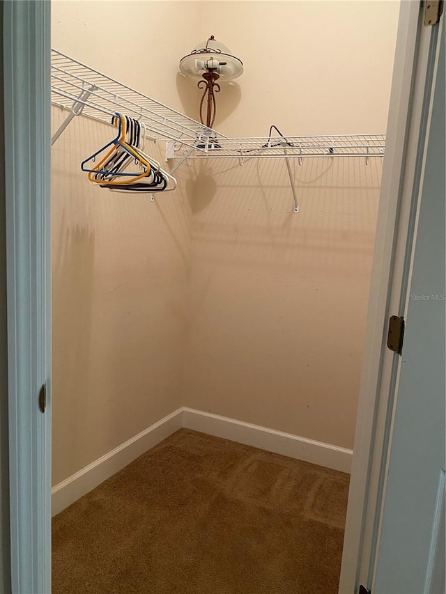 spacious closet featuring carpet flooring