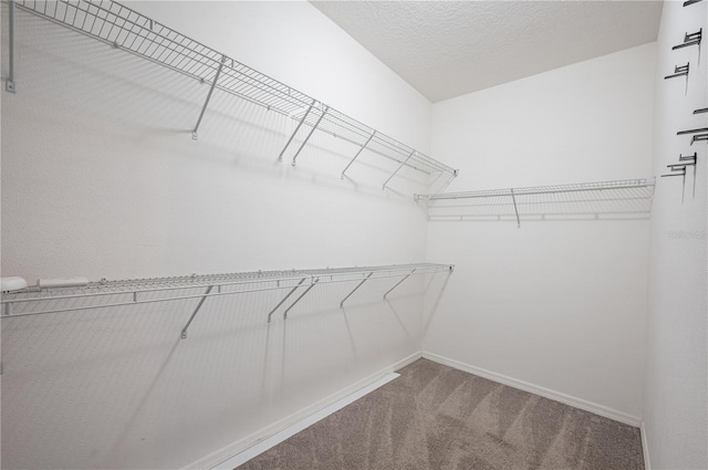 spacious closet featuring carpet floors