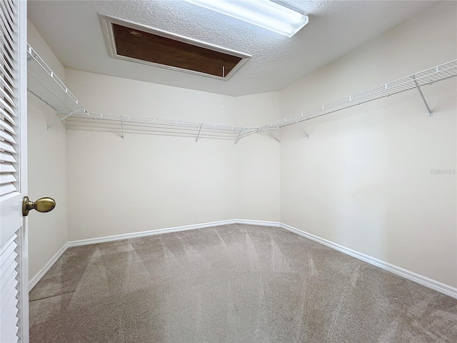 spacious closet featuring carpet flooring