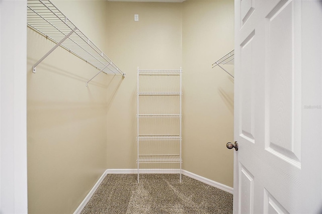 spacious closet featuring carpet