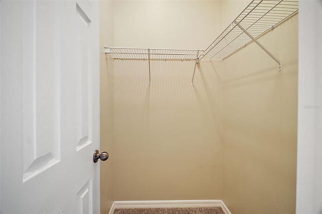 spacious closet featuring carpet