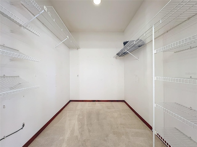 spacious closet featuring carpet floors