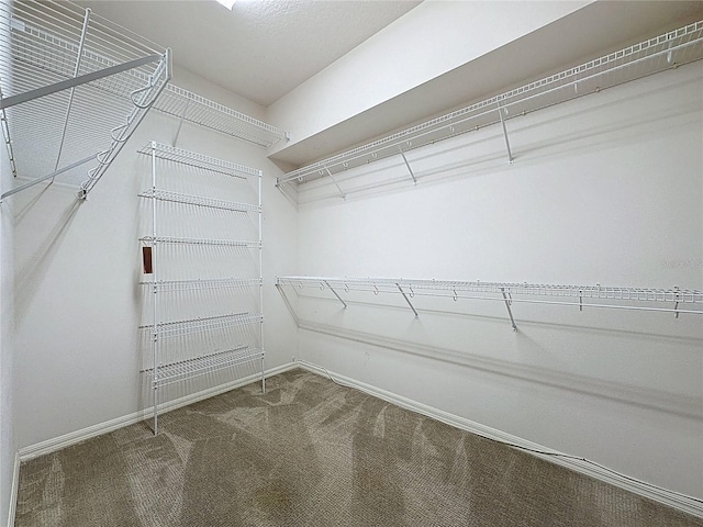 walk in closet with carpet floors