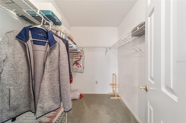 walk in closet with carpet floors