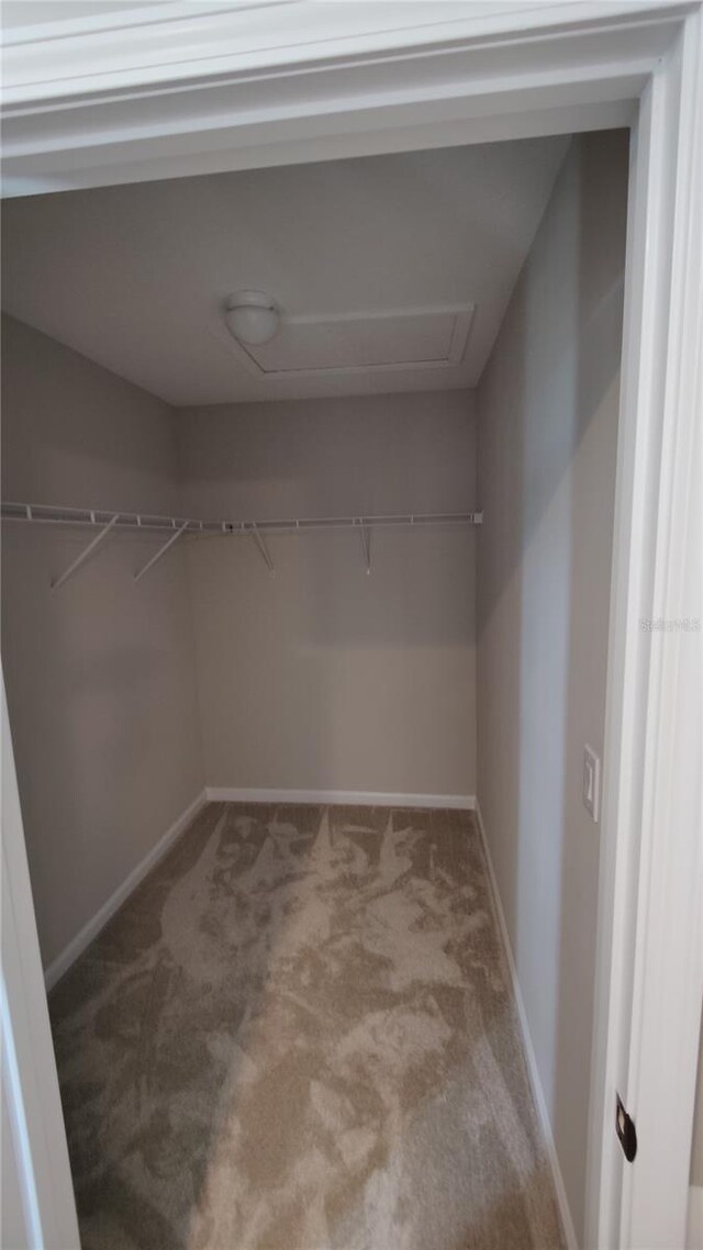 walk in closet featuring carpet flooring