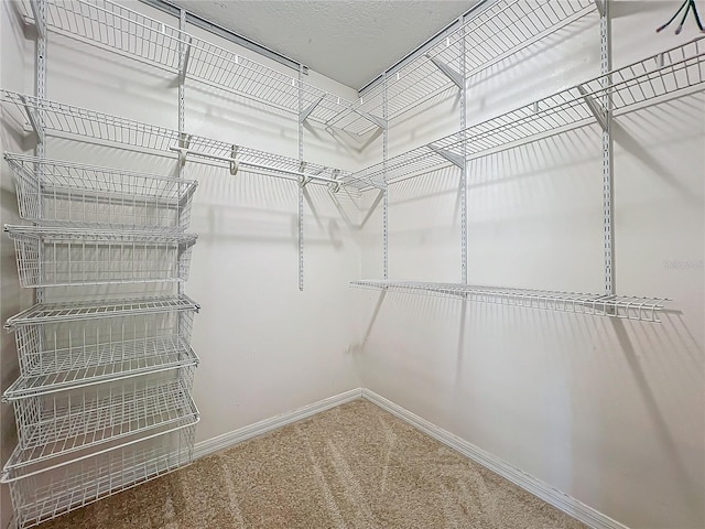 walk in closet featuring carpet floors