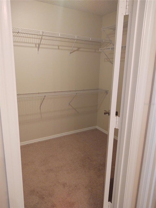 walk in closet with carpet floors