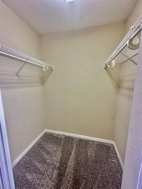 walk in closet featuring carpet flooring