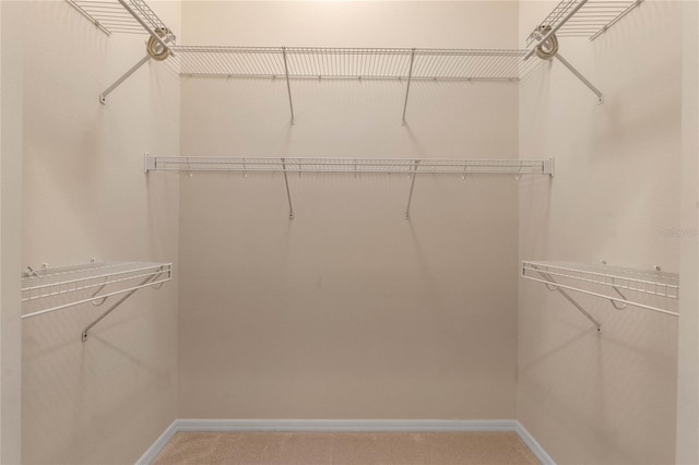 walk in closet with carpet flooring