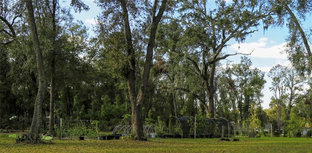 view of local wilderness