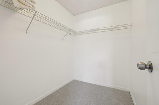 spacious closet featuring carpet flooring