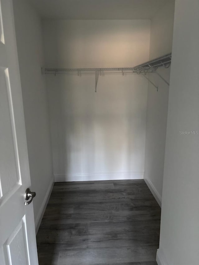 walk in closet with dark wood finished floors