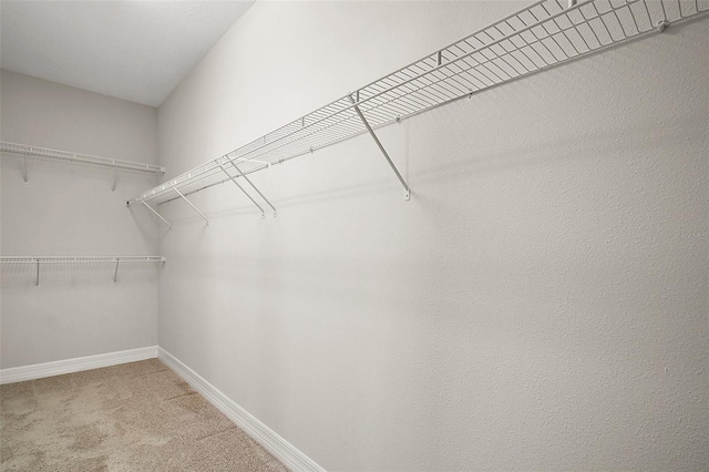 walk in closet with carpet flooring