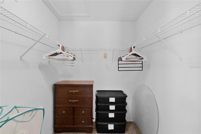 walk in closet with carpet floors