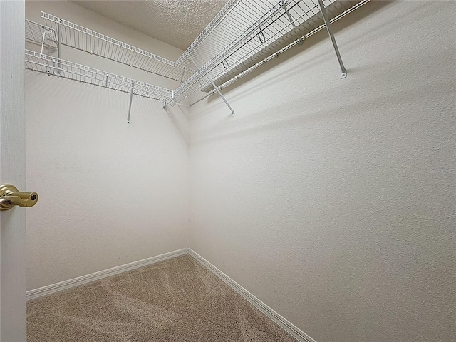 spacious closet with carpet floors