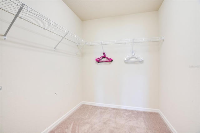 walk in closet with carpet flooring