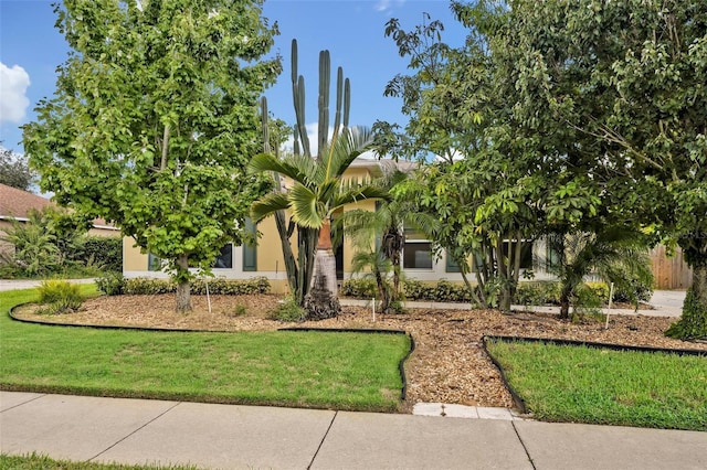 view of property hidden behind natural elements with a front lawn and stucco siding