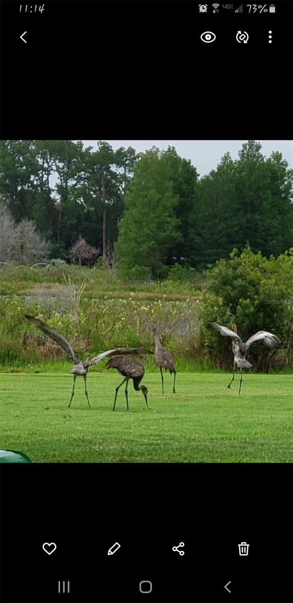 view of home's community with a lawn