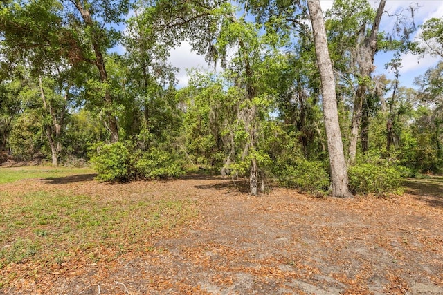 view of local wilderness