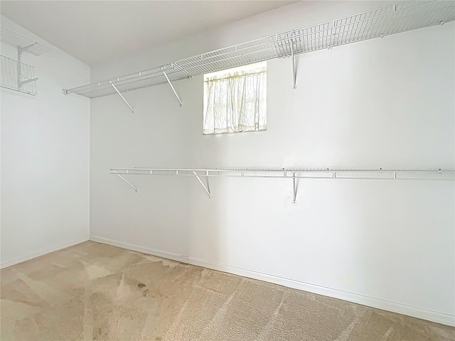 walk in closet featuring carpet