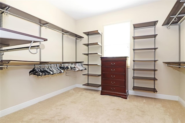 spacious closet featuring carpet flooring