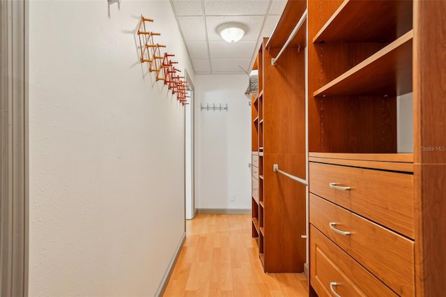 spacious closet with a drop ceiling and light wood-style floors
