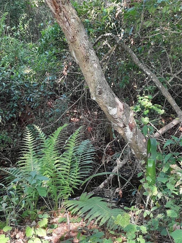 2539 Caithness Way, Clermont, FL 34714 - view of undeveloped land