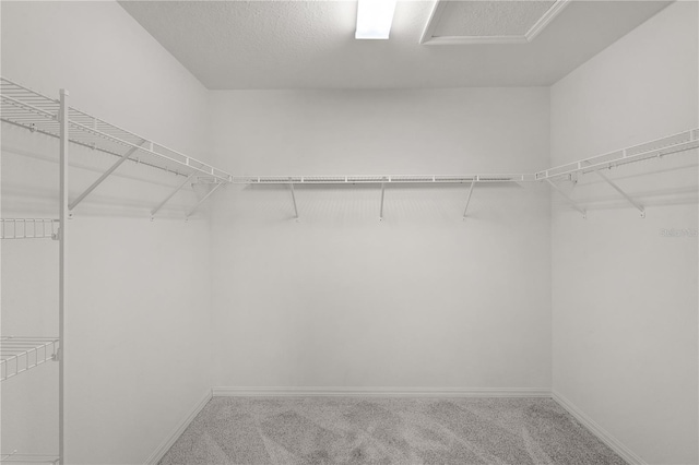 walk in closet with carpet floors