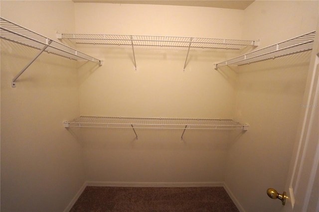 3329 White Blossom Ln, Clermont, FL 34711 - walk in closet with carpet flooring