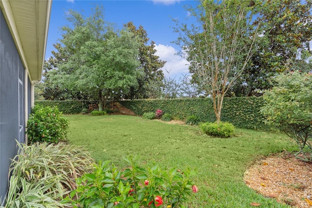 2424 Plumadore Dr, Grand Island, FL 32735 - view of yard