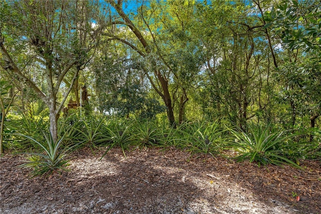 8045 Waterbury Way, Mount Dora, FL 32757 - view of undeveloped land