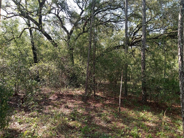 6397 Norman St, Webster, FL 33597
