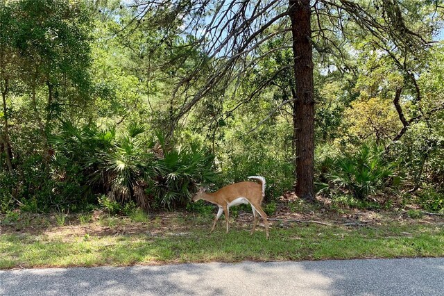 LOT6 Aspen St, Eustis, FL 32736 - photo 12