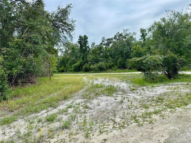 Rose Bloom Ave, Webster, FL 33597 - photo 5