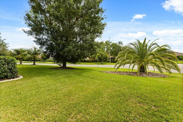 17525 SE 111th Cir, Summerfield, FL 34491 - view of green lawn
