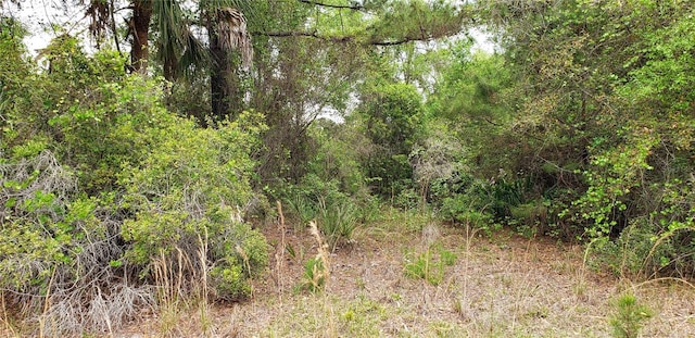 SW County Road 242a, Lake City, FL 32056 - photo 3