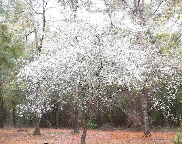 view of local wilderness