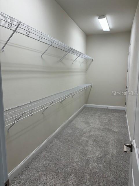 spacious closet with carpet