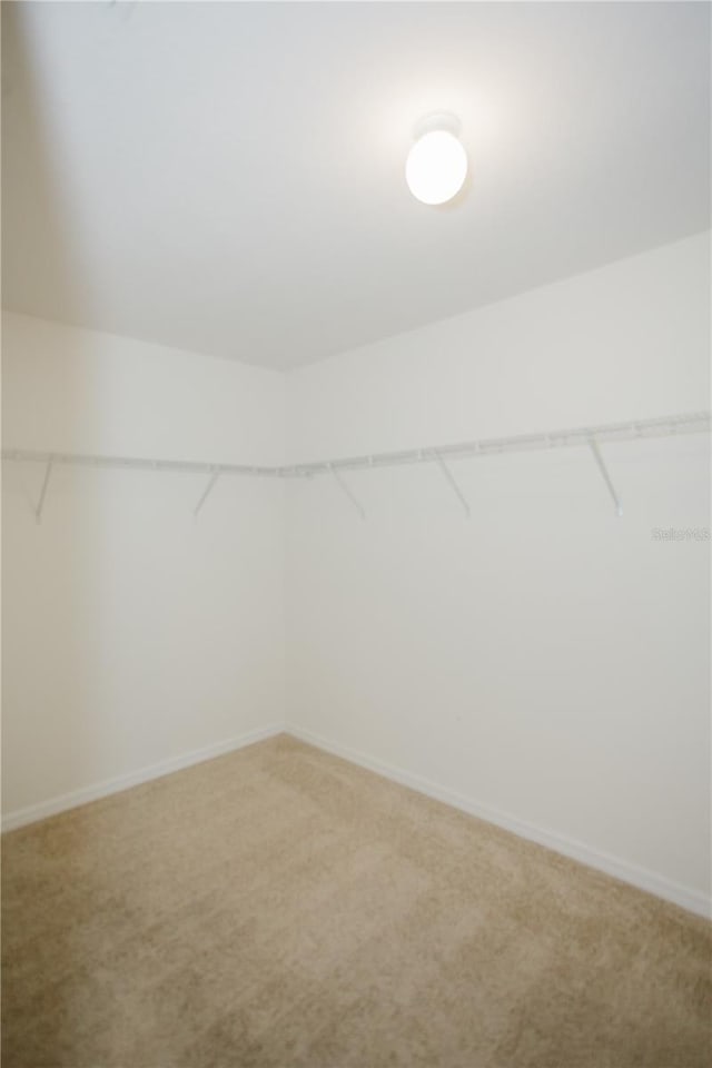 walk in closet featuring carpet