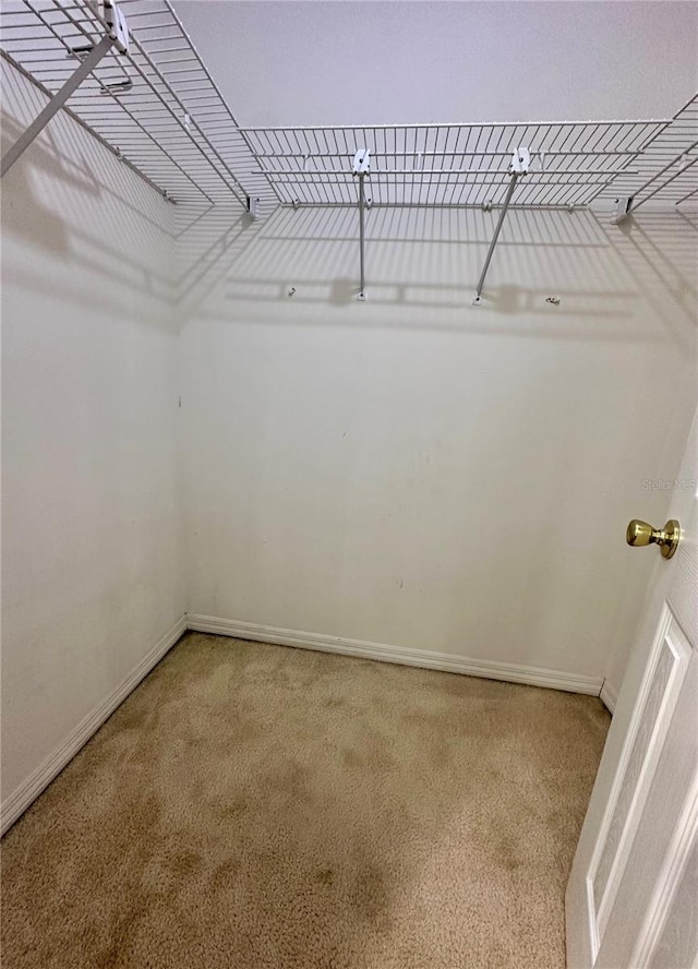 spacious closet featuring carpet flooring