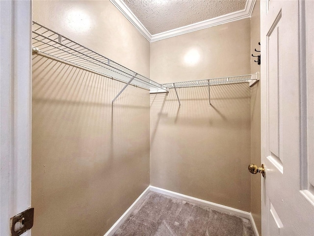 spacious closet featuring carpet flooring