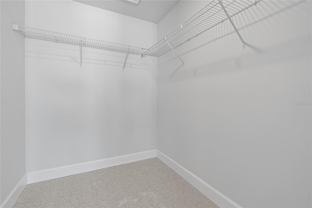 walk in closet featuring carpet flooring