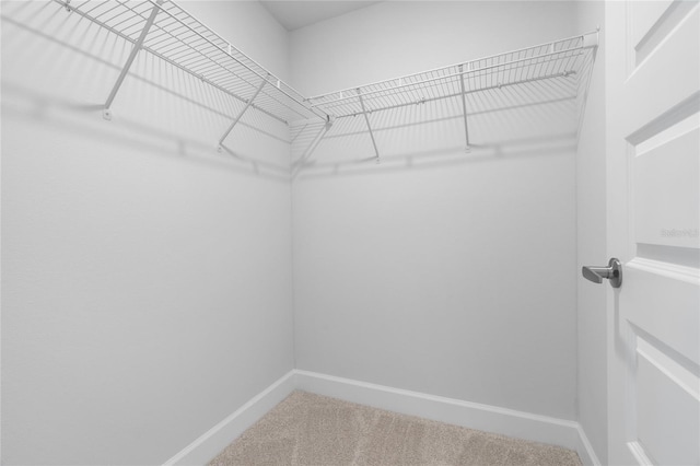 spacious closet featuring carpet floors