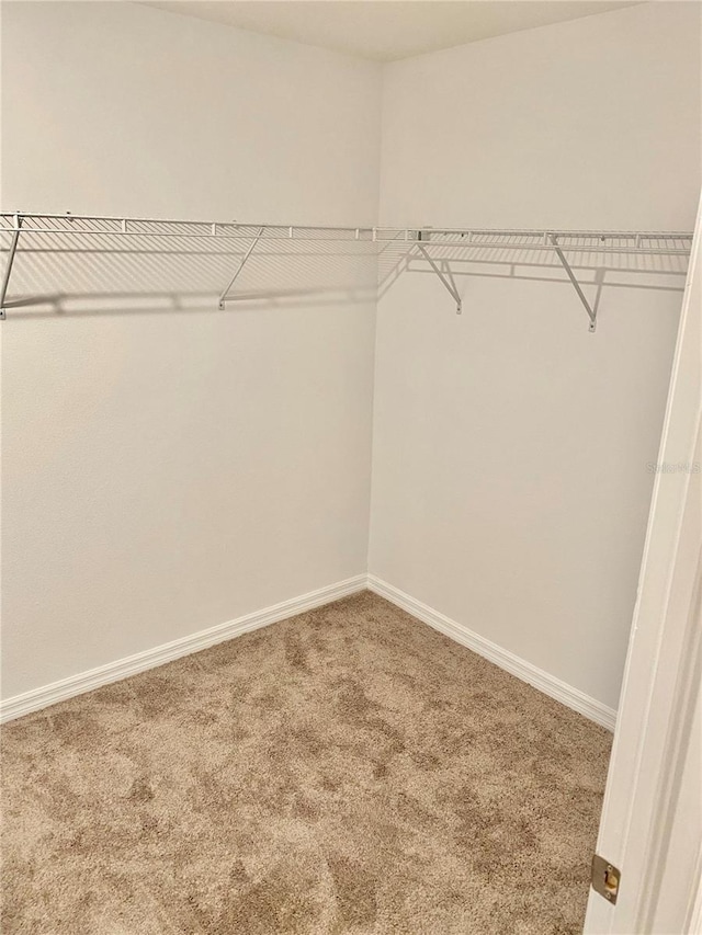 walk in closet featuring carpet floors