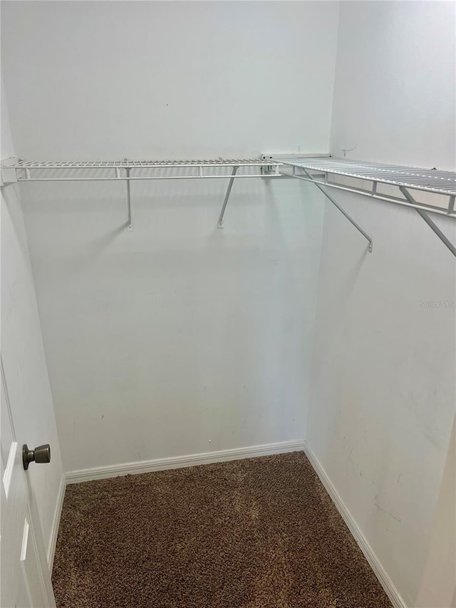 walk in closet with carpet floors