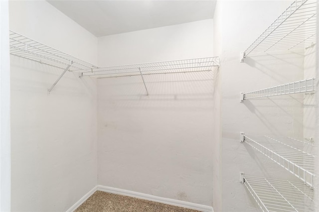 walk in closet featuring carpet