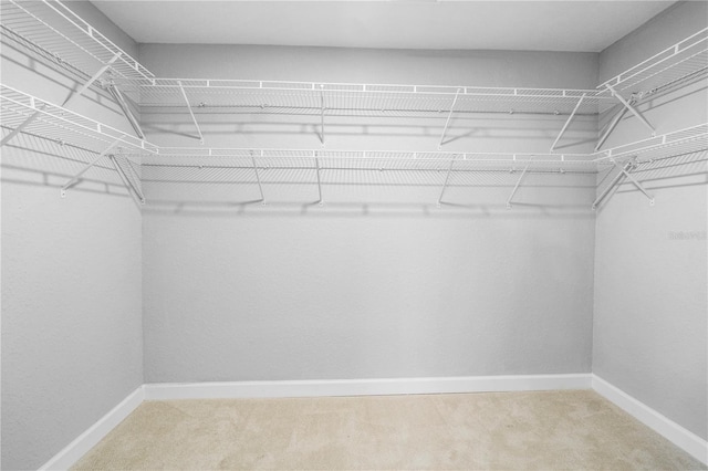 spacious closet featuring carpet flooring